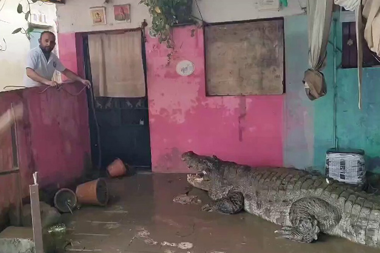 VIDEO: A 15-foot crocodile enters a house in India amid heavy rain and floods