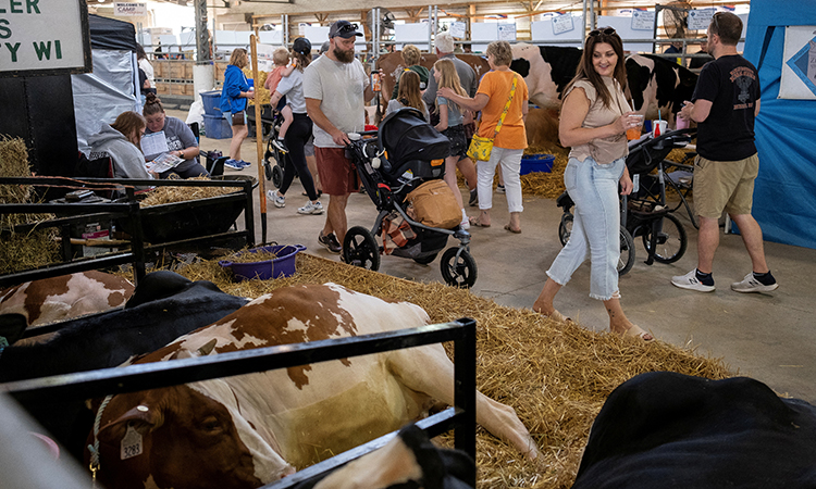 Fake cows show up at US state fairs as bird flu threat looms