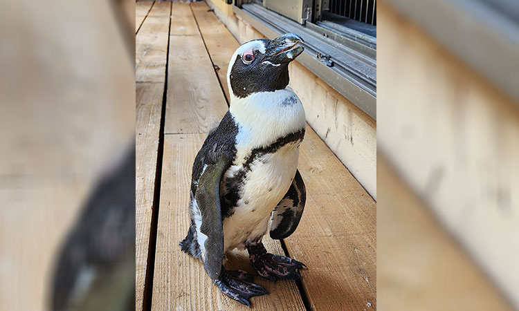 'Miracle' Japan penguin found two weeks after escape