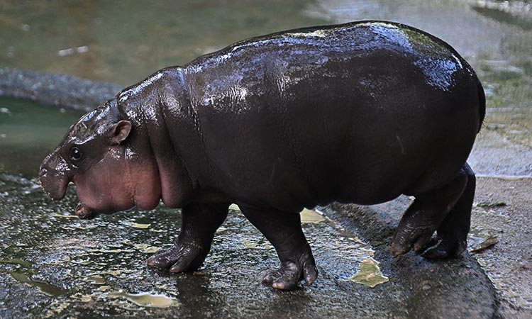 Endangered pygmy Hippo goes viral from Thai zoo