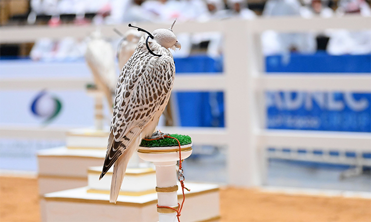 ADIHEX Falcon Beauty Contest celebrates excellence with two winning falcons from AD Falcons