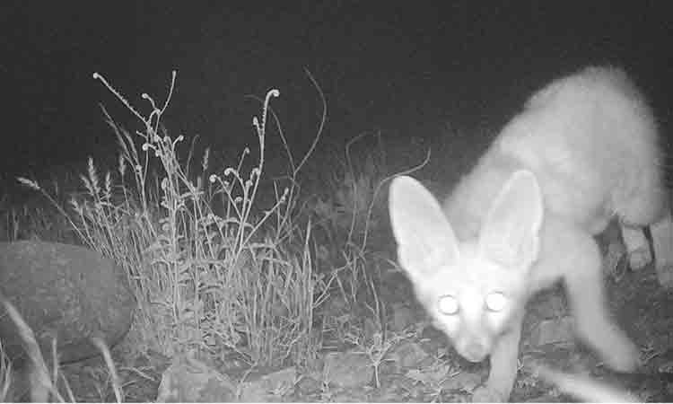 Caught on camera: Elusive Blanford’s Fox spotted in UAE’s Wadi Wurayah National Park