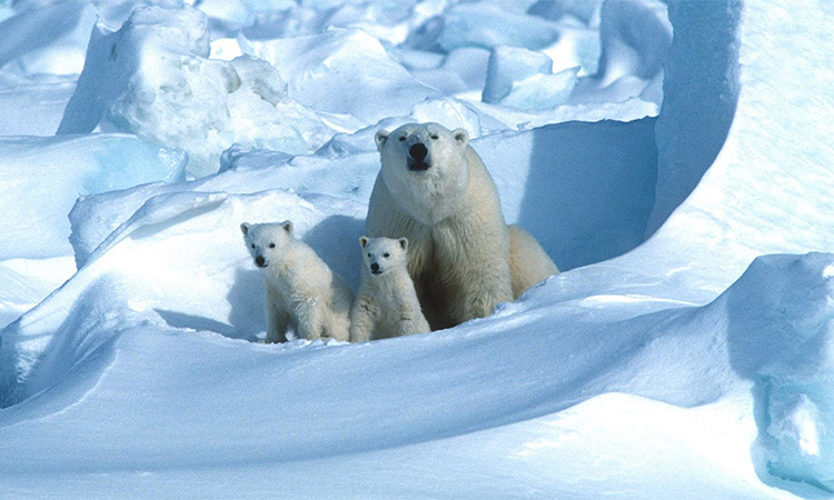 Receding ice leaves polar bears at rising risk