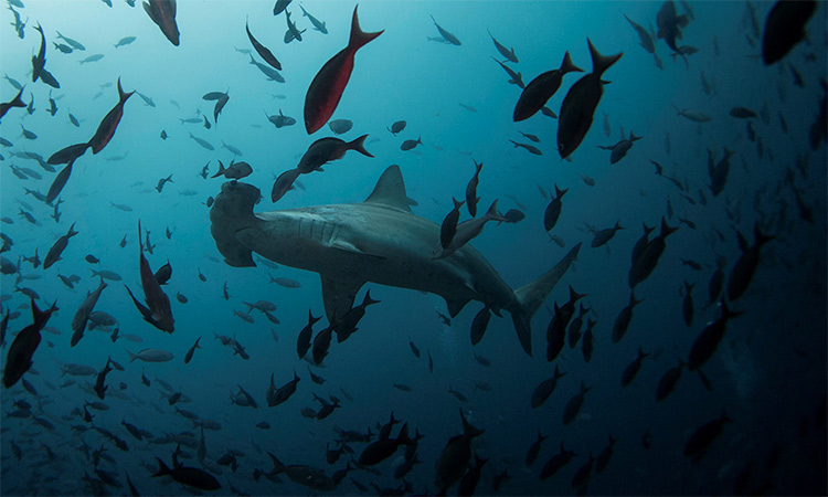 What’s on the agenda at the COP15 nature summit?