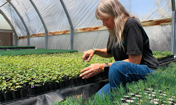 Priceless seeds key to American West’s post-fire time