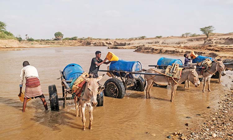 Worst drought in decades devastates Ethiopia’s nomads