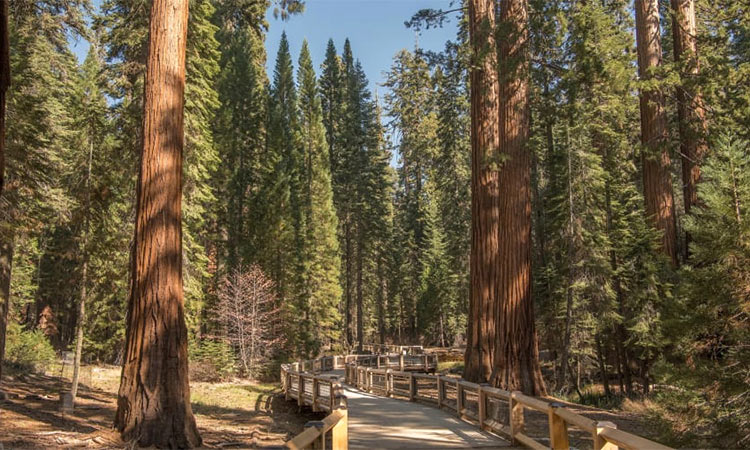 Sprinklers can’t save the Mariposa Grove forever