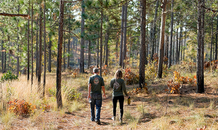 A US pine species thrives when woods are burnt