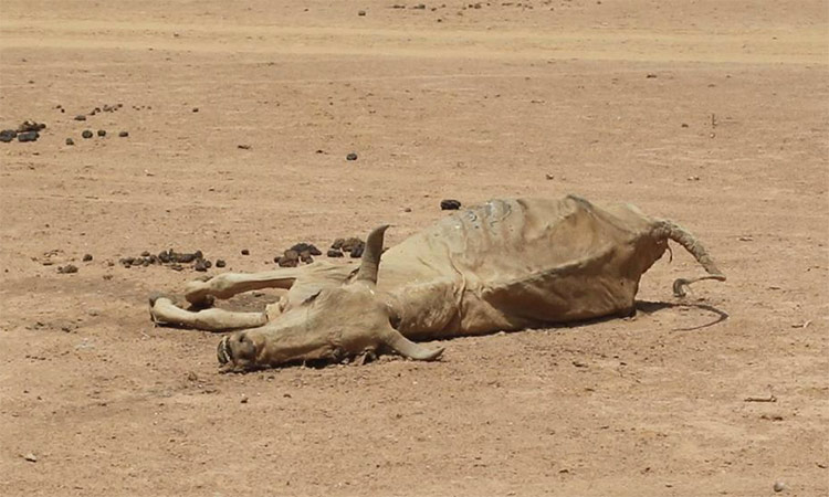 In drought-stricken Ethiopia, the herders’ heartache