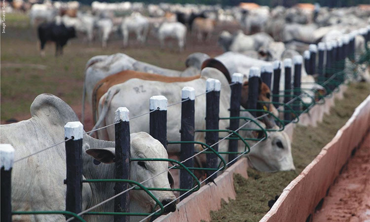 Climate impact of livestock and wild herbivores