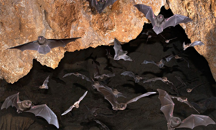 Bat habitat’s destruction can cause virus spillover