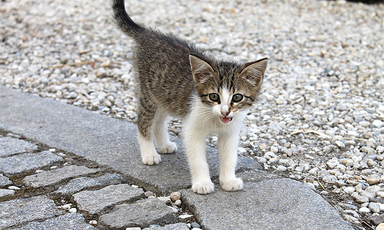 Leaving homeless kittens on the streets is cruel