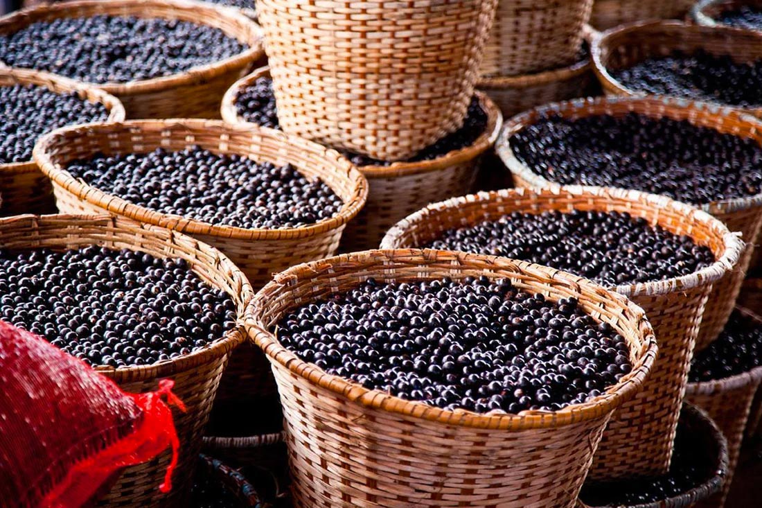 Acai berry craze: Boon or threat for the Amazon?