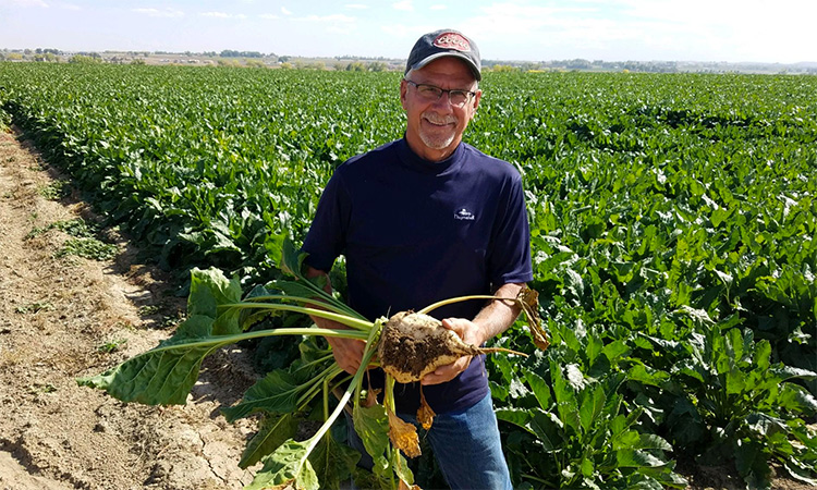 EU’s move to save bees hurts sugar beet growers