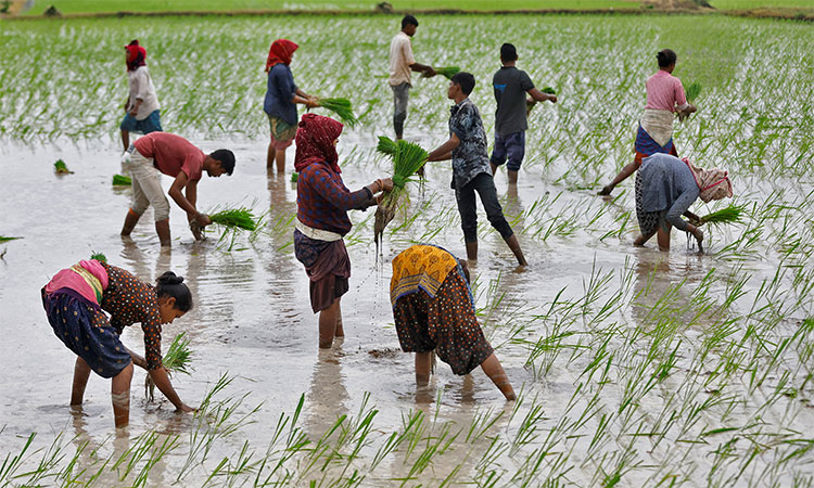 Experts under pressure to develop climate-resilient seeds