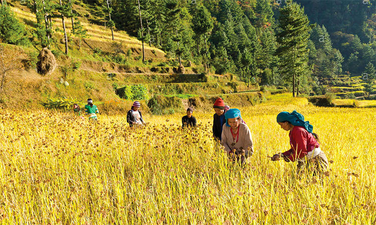 Food insecurity a threat to the Himalayan region