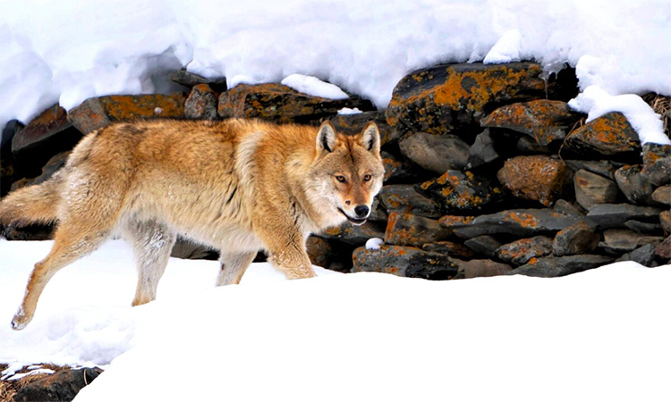 Himalayan wolf among Red List vulnerable species