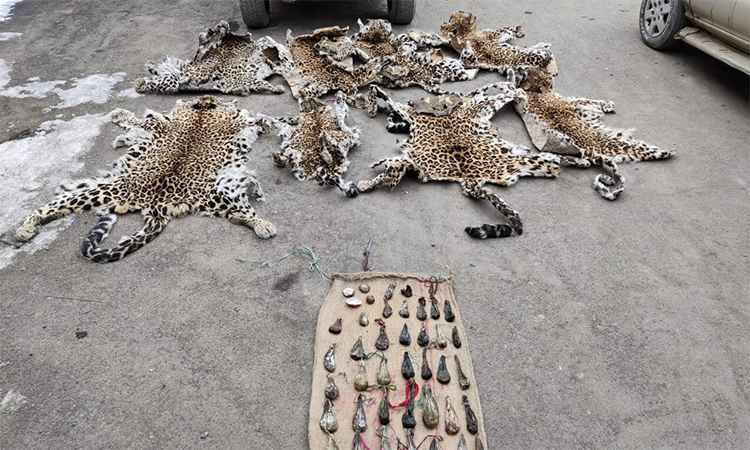 Action to curb wildlife trafficking and illegal wildlife trade