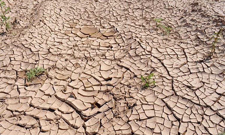 Oranges wither, cows go hungry in drought-hit Sicily