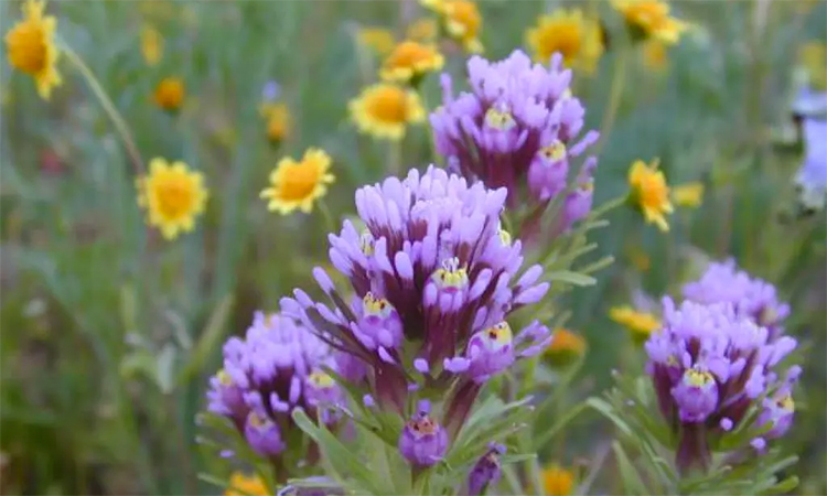 Wild Flower Hotline is returning, will 2024 give us superbloom?