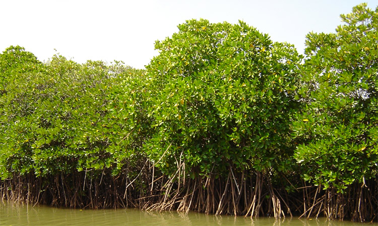 Mangroves threatened by microplastic infiltration