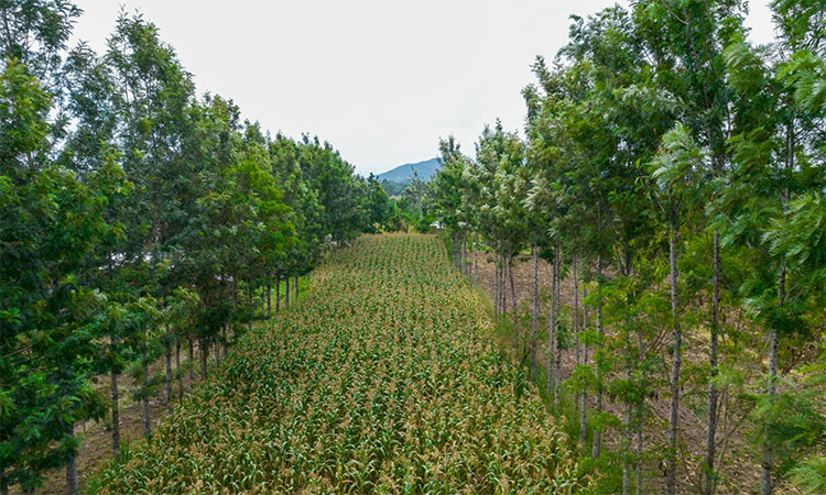 Agroforestry could lead to sustainable land management