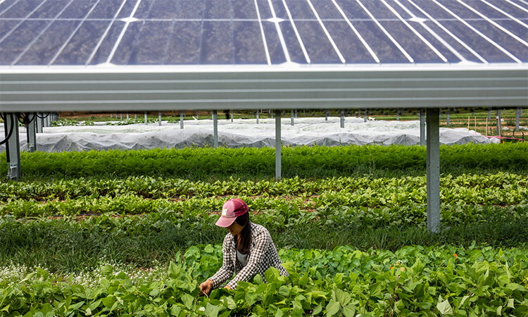 Farm family’s newest crop shows China’s solar ascendancy