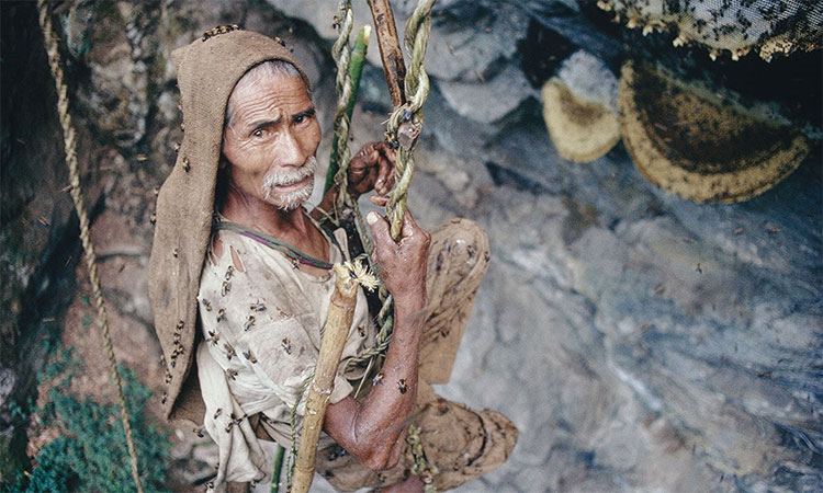 Climate change hits Nepal’s honey hunters badly