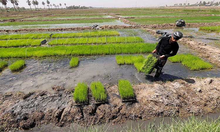 Farmers innovate to save Iraq’s rice production