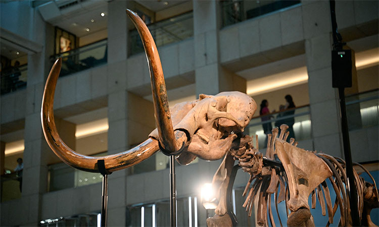 How bringing back woolly mammoth could save species