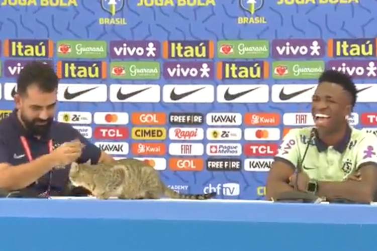 Cat storms press conference of Brazil national team and sits in front of Vinicius Jr 