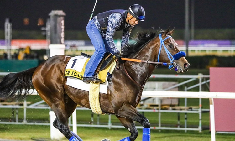 Dr Schivel seeks ‘heavy dose’ of   success at Dubai Golden Shaheen