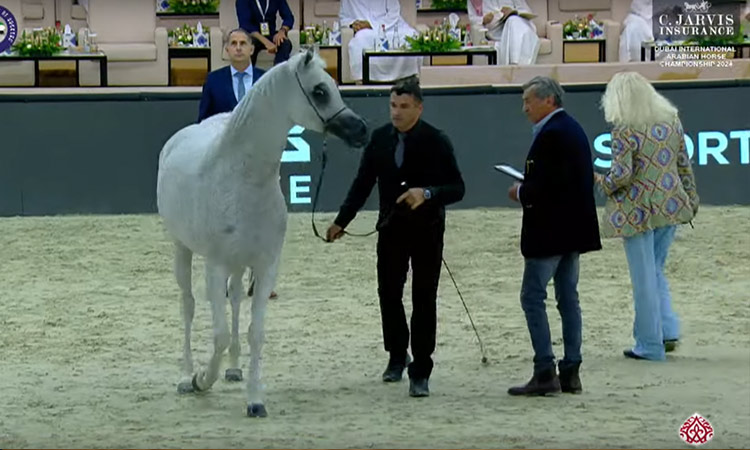 D Aziza dazzles as Dubai International  Arabian Horse Championship kicks off