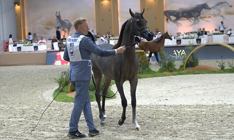 HA Excellent stars on Day 2 of 21st Dubai International Arabian Horse Championship