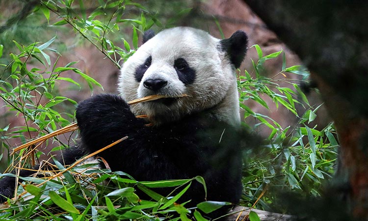 Meet America's newest giant pandas, Yun Chuan and Xin Bao